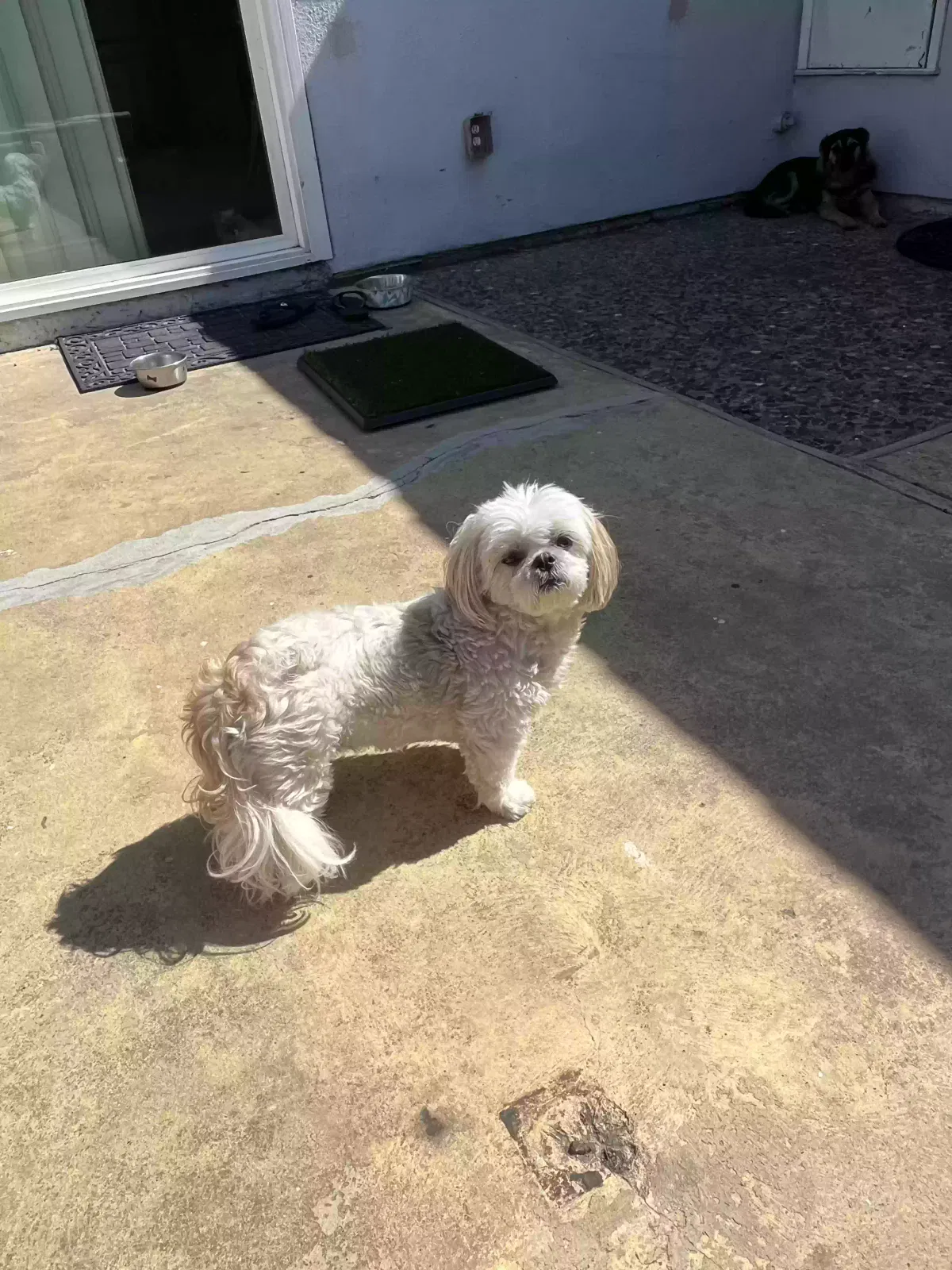 Lost dog in Westminster, CA, 92683