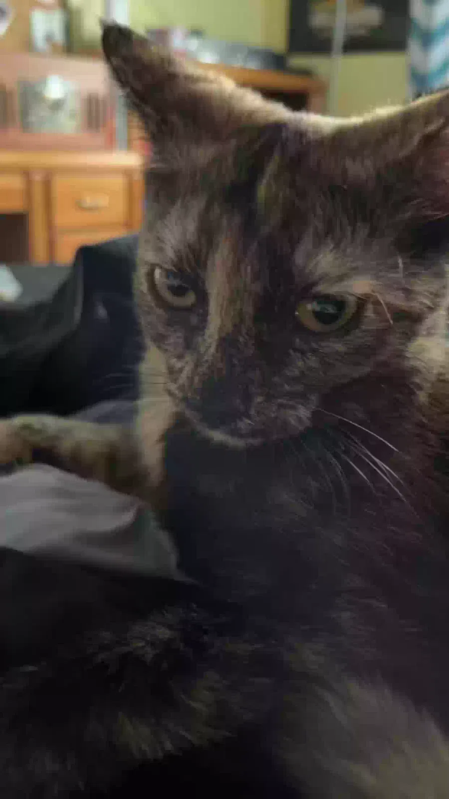 Lost cat in Fairborn, OH, 45324
