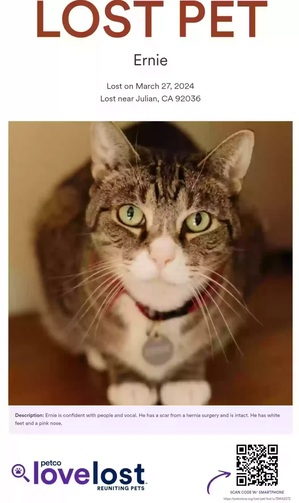 Lost cat in Julian, CA, 92036