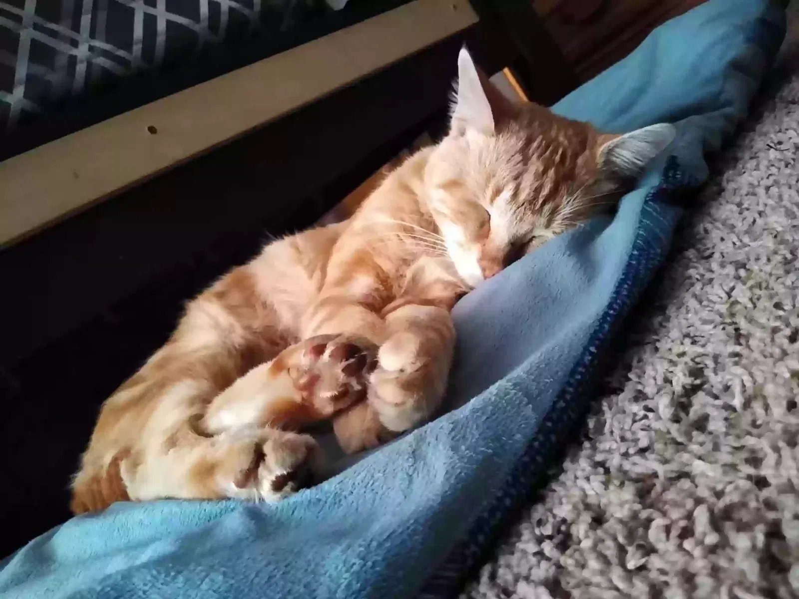 Lost cat in Westfield, IN, 46074