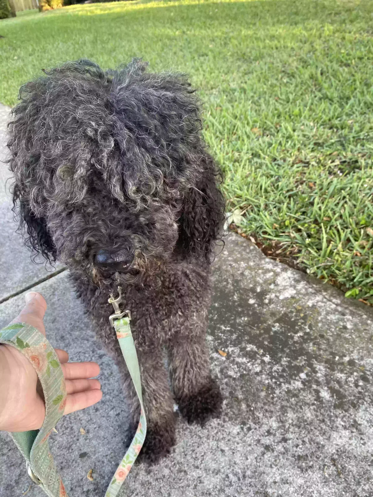 Lost dog in Coral Springs, FL, 33076