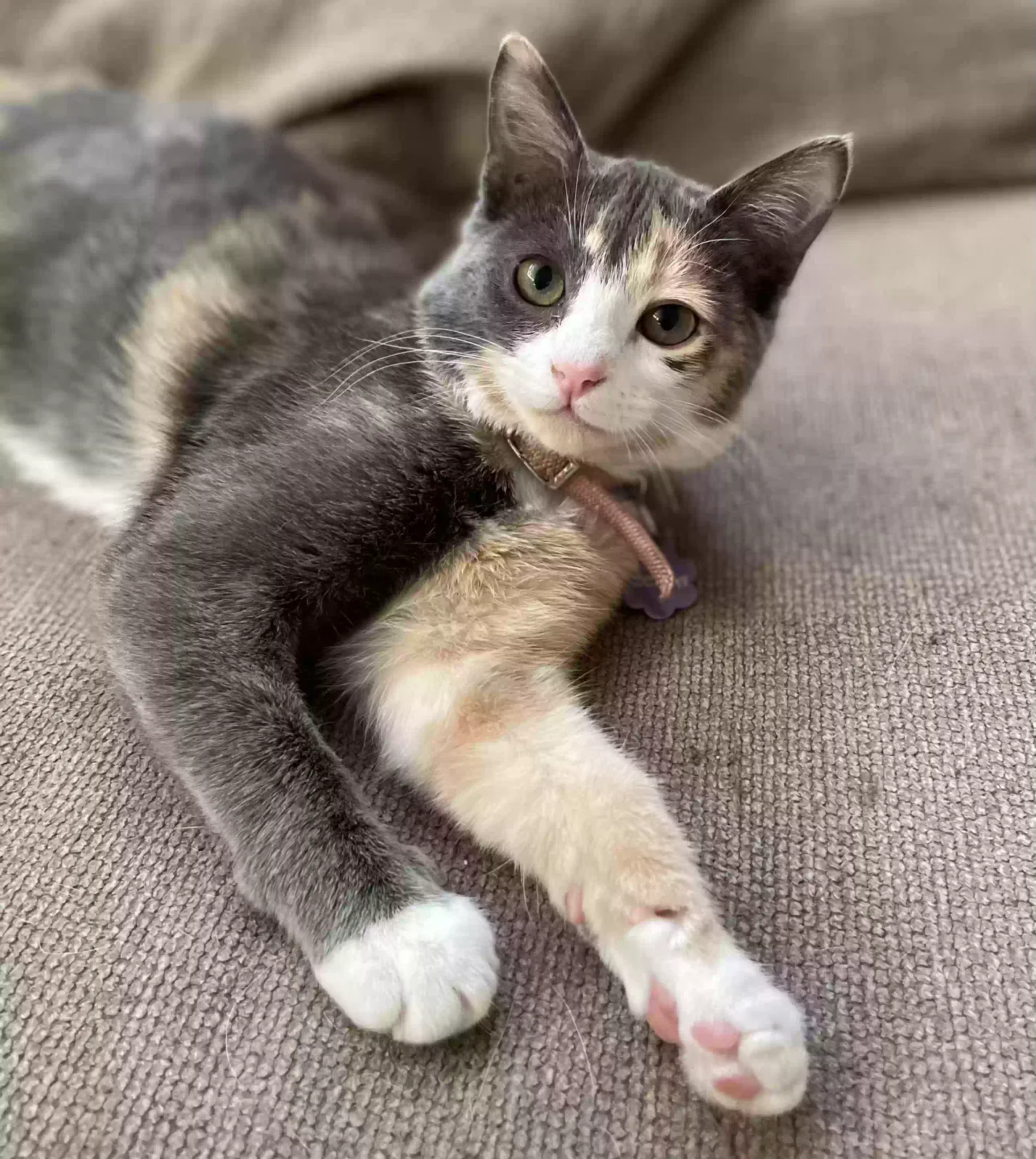Lost cat in Albuquerque, NM, 87111