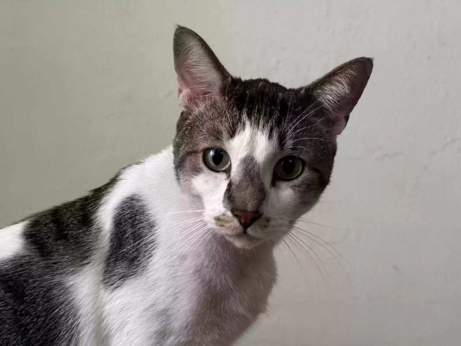 Lost cat in Fort Lauderdale, FL, 33312
