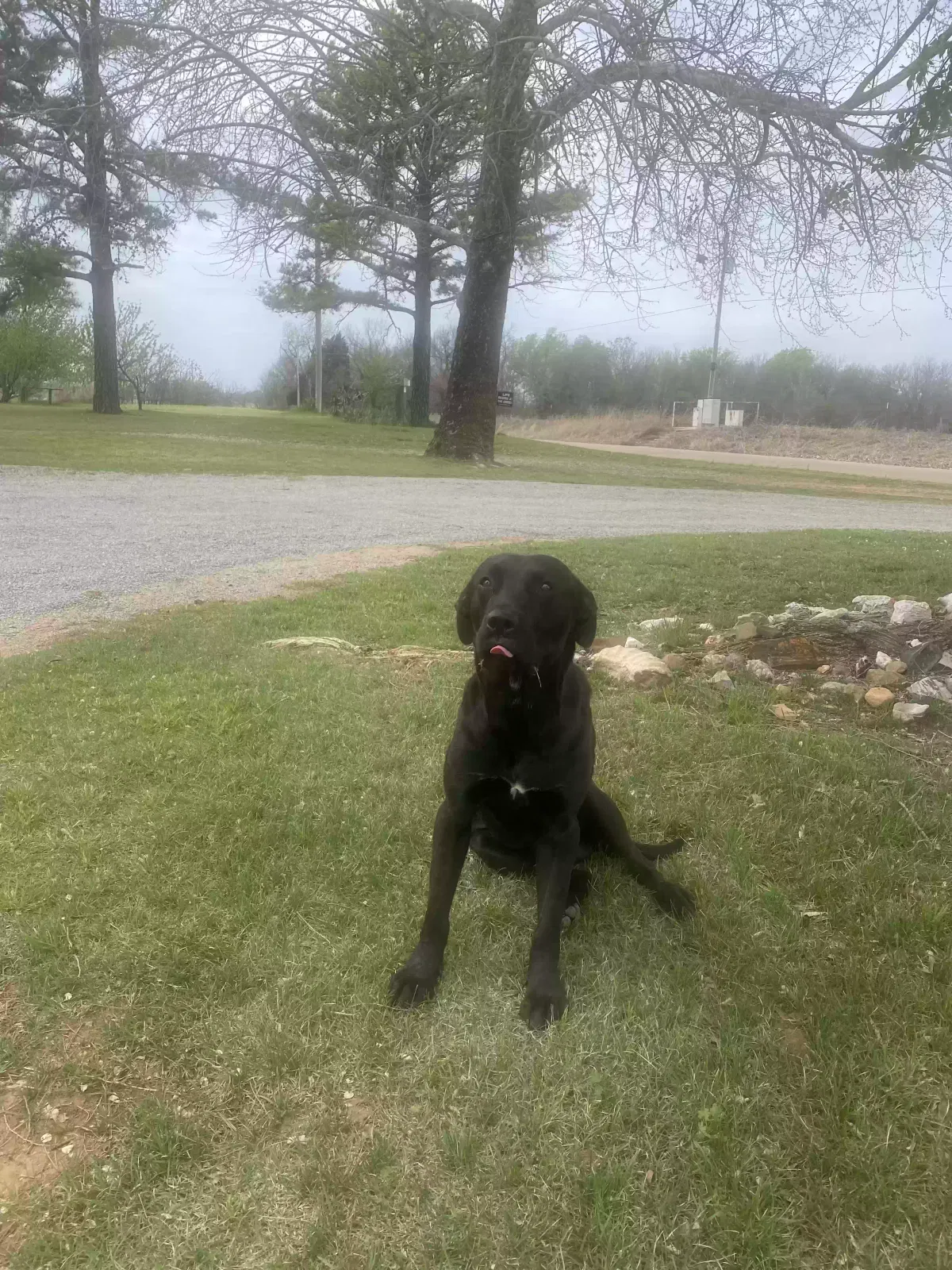 Found dog in Perkins, OK, 74059