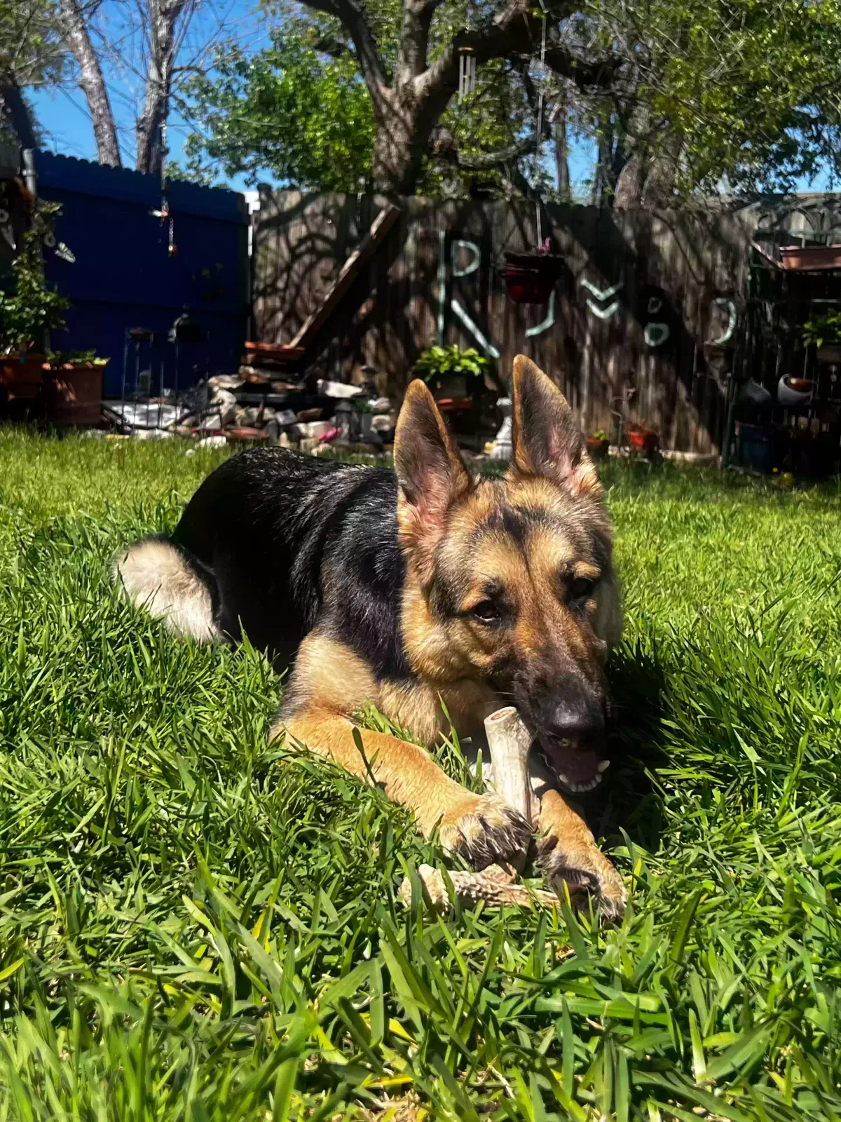 Lost dog in San Antonio, TX, 78229