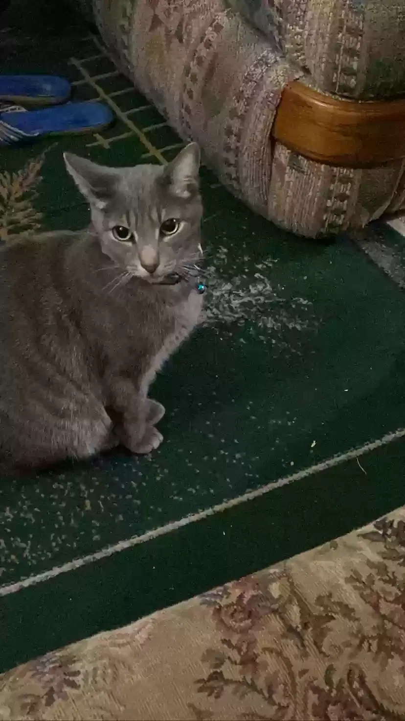 Lost cat in Oxnard, CA, 93030