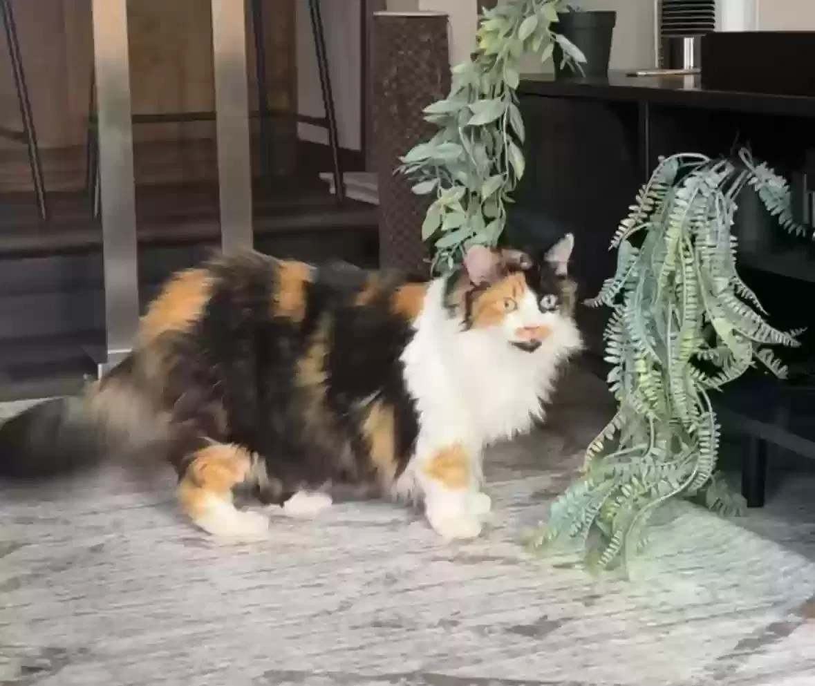 Lost cat in Portland, OR, 97267