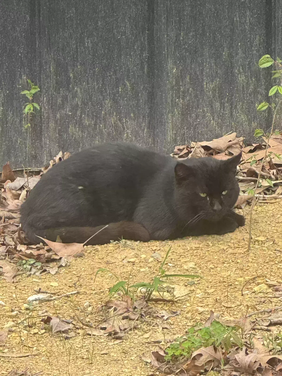 Found Cat