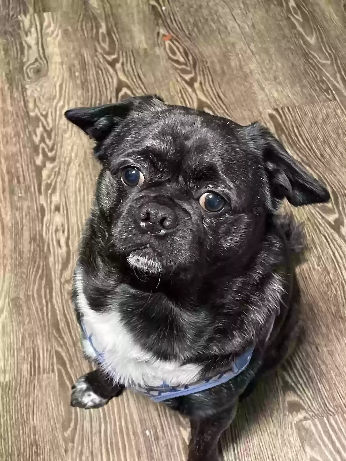 Lost dog in Salem, OR, 97301