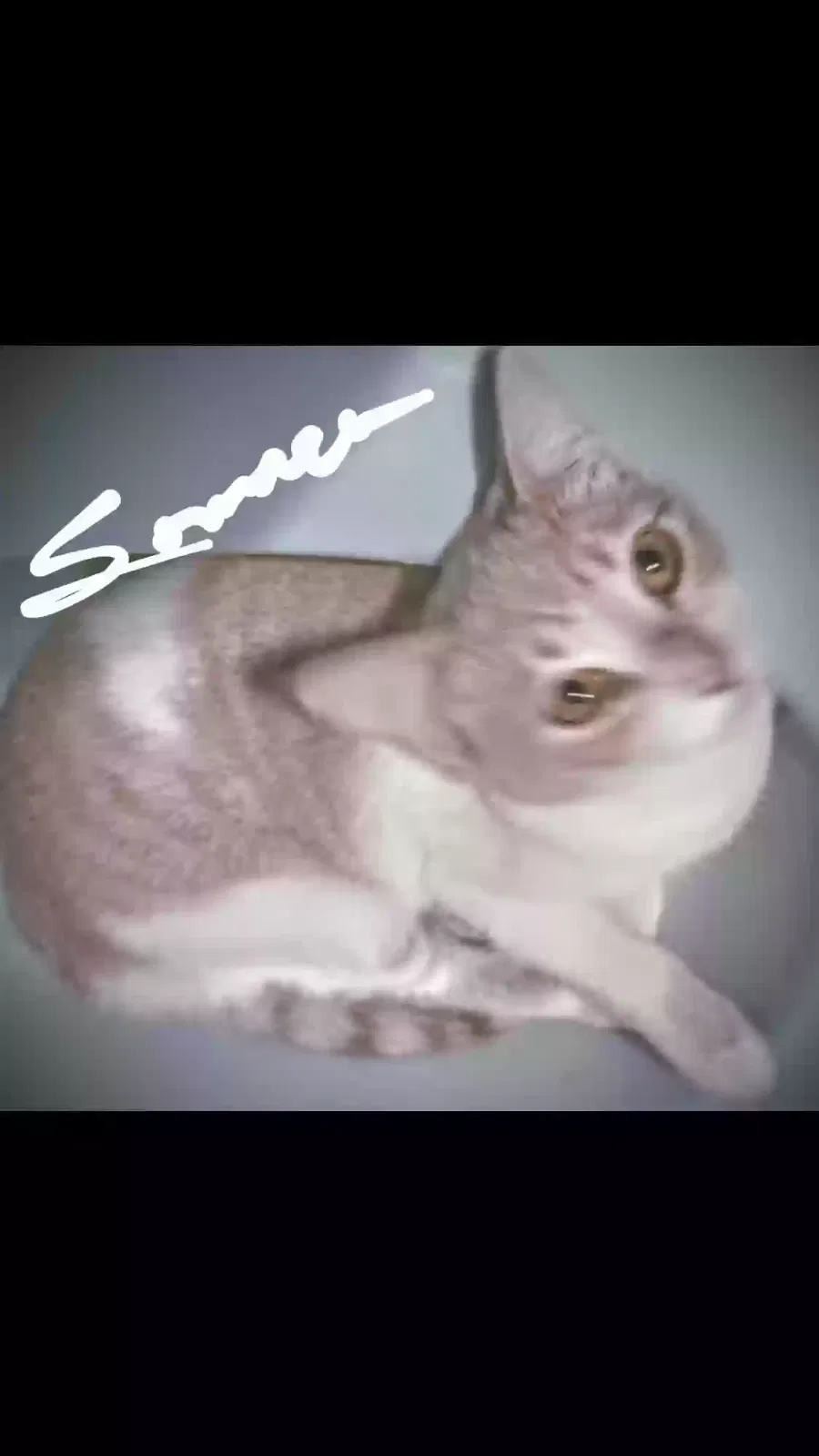 Lost cat in Carmichael, CA, 95608