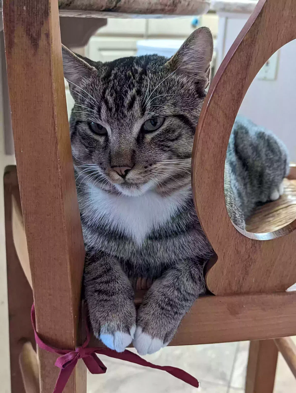 Lost cat in Rio Rancho, NM, 87144