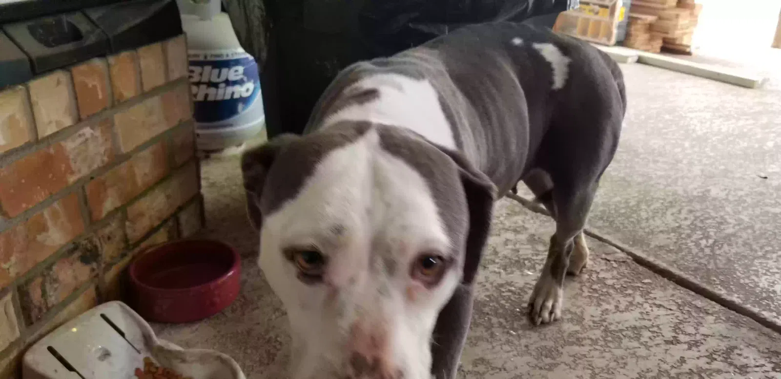Found dog in Terrell, TX, 75160