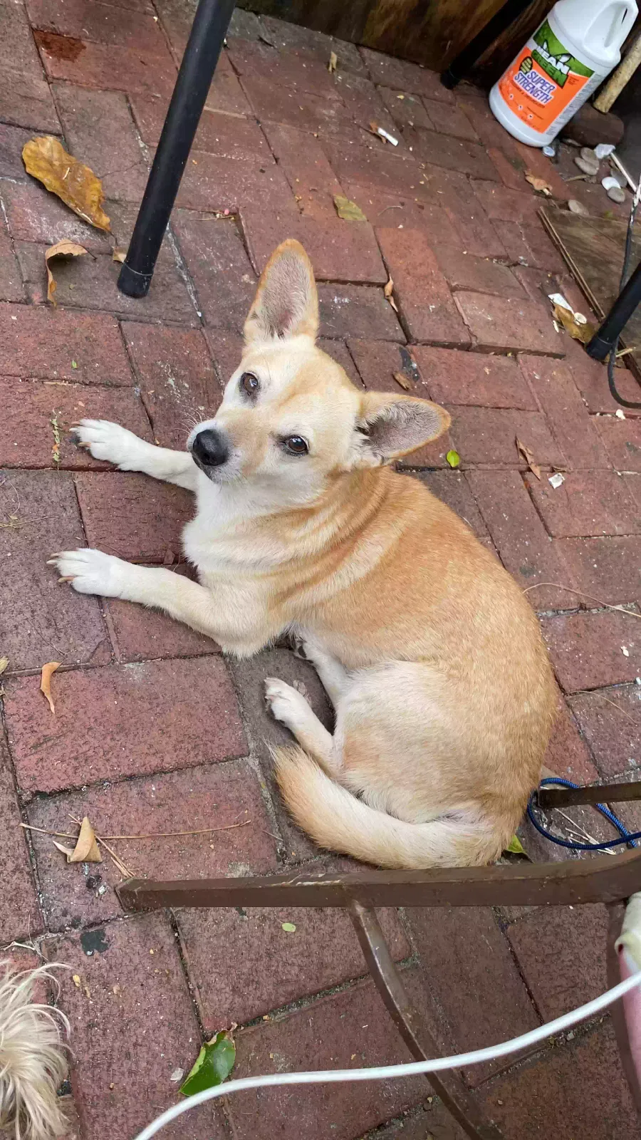 Lost dog in West Palm Beach, FL, 33409