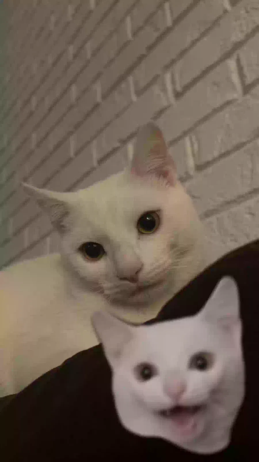 Lost cat in Ft Mitchell, KY, 41017