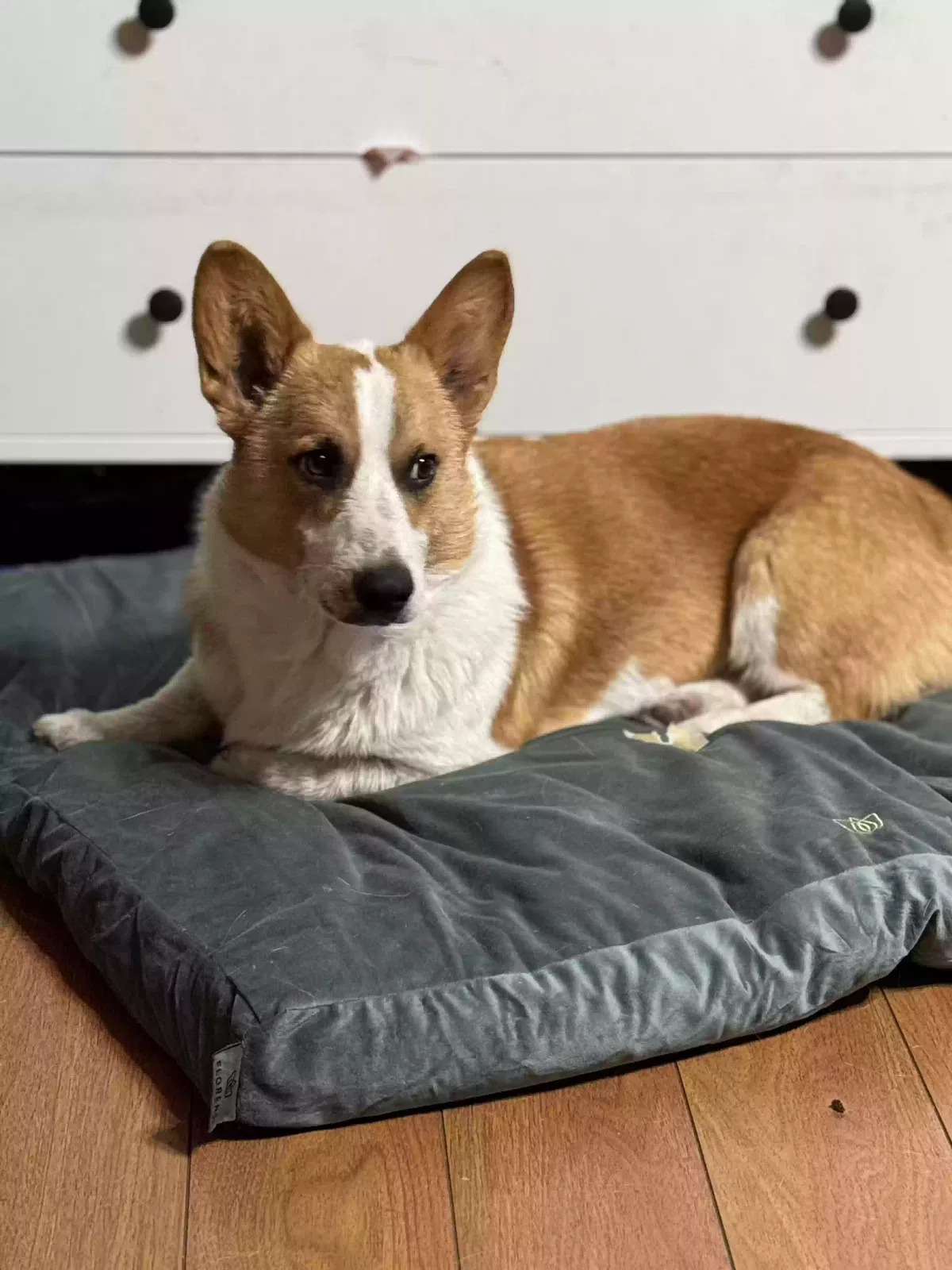 Lost dog in West Covina, CA, 91790