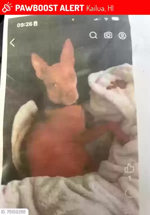 Lost dog in Kailua, HI, 96734