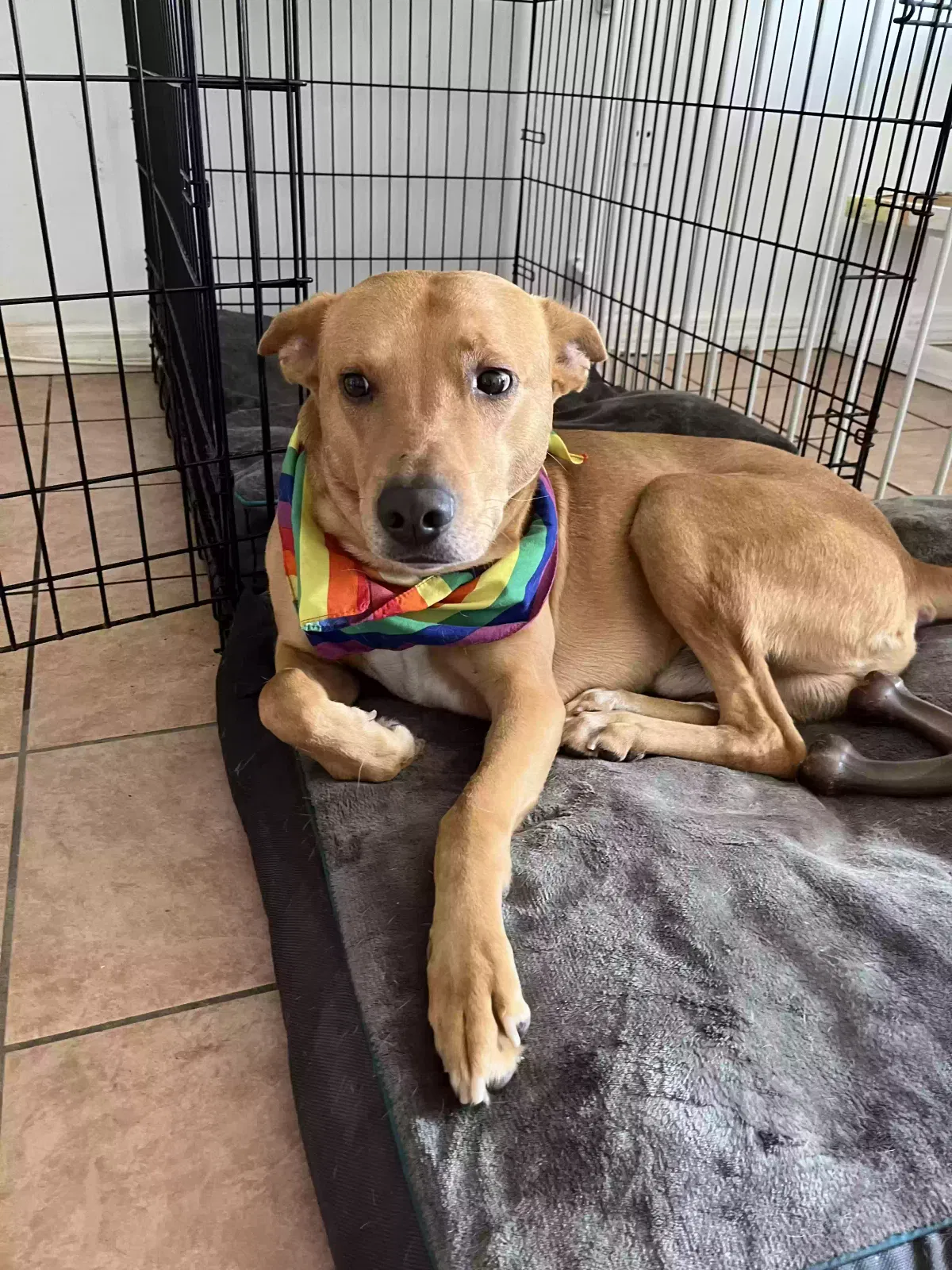 Lost dog in Homestead, FL, 33034
