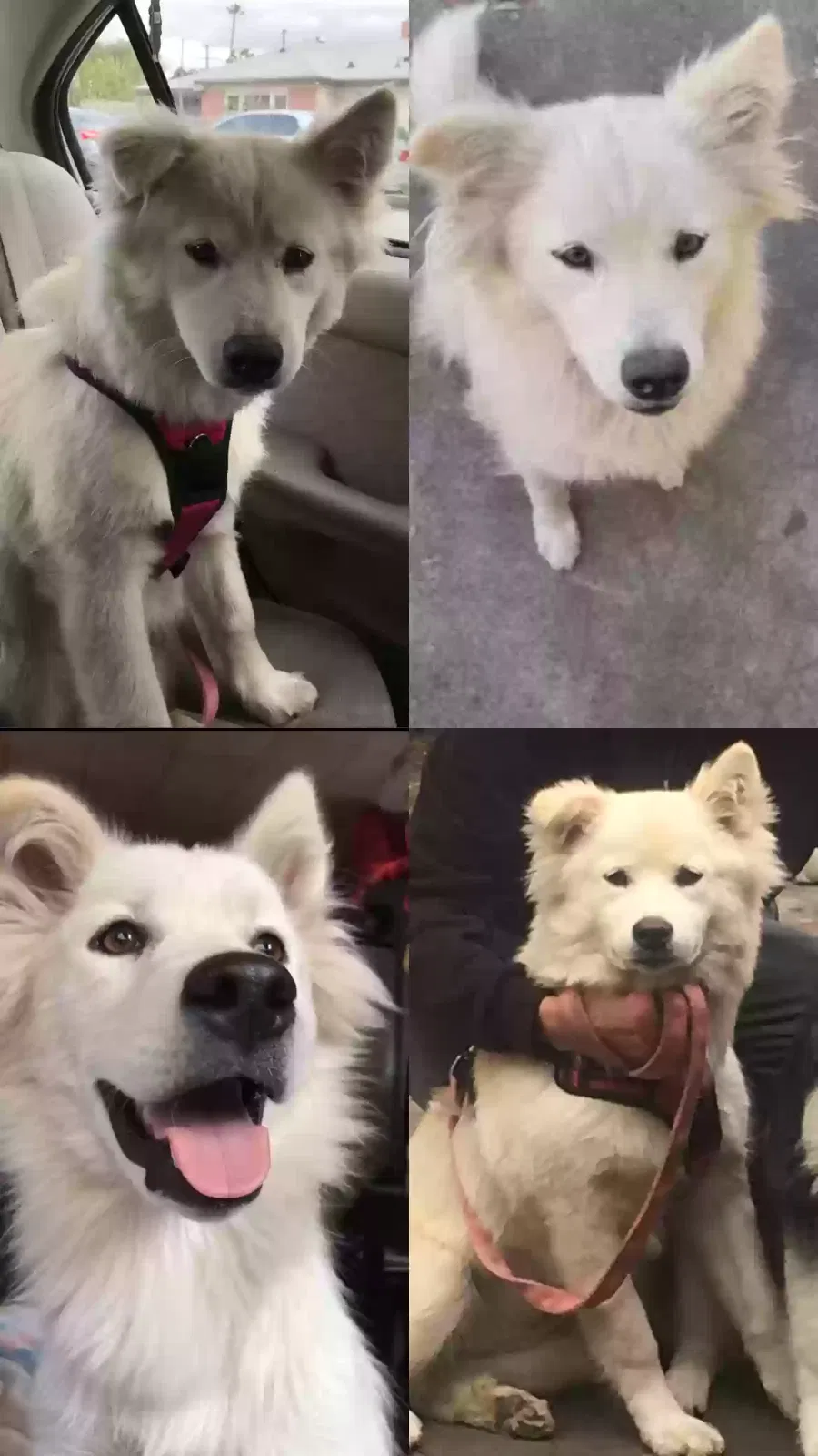 Lost dog in Bell Gardens, CA, 90201