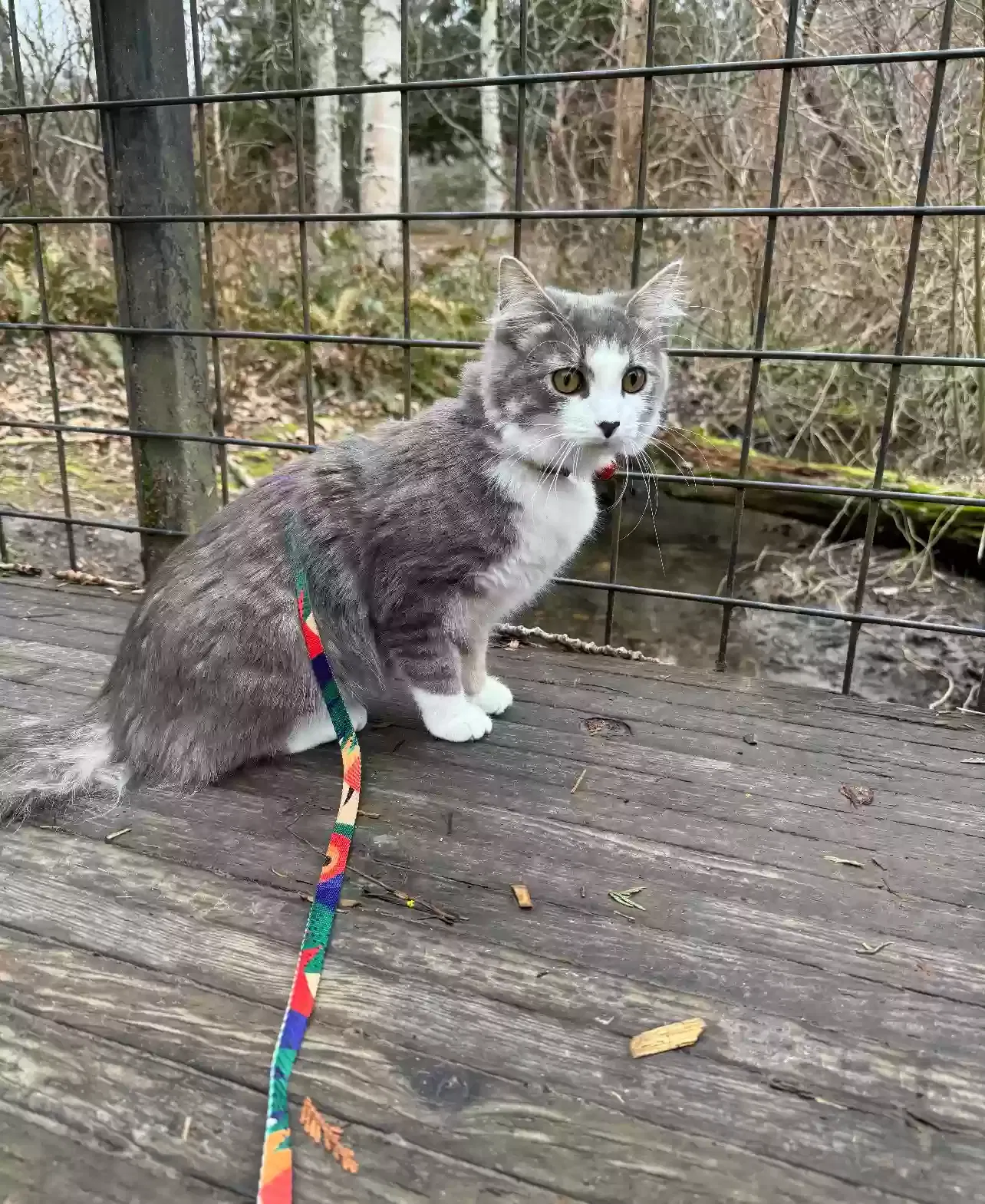 Lost cat in Troutdale, OR, 97060