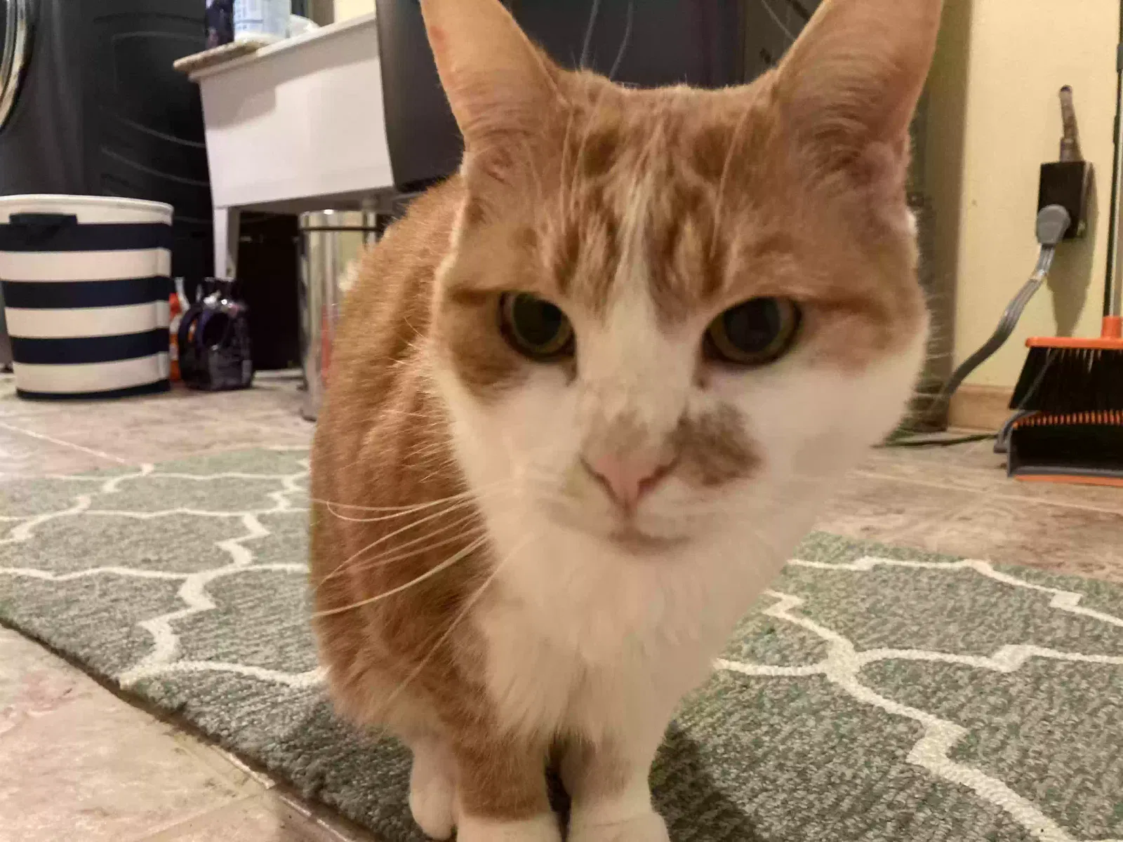 Lost cat in Rochester, MI, 48306