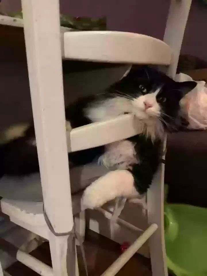 Lost cat in North Las Vegas, NV, 89084