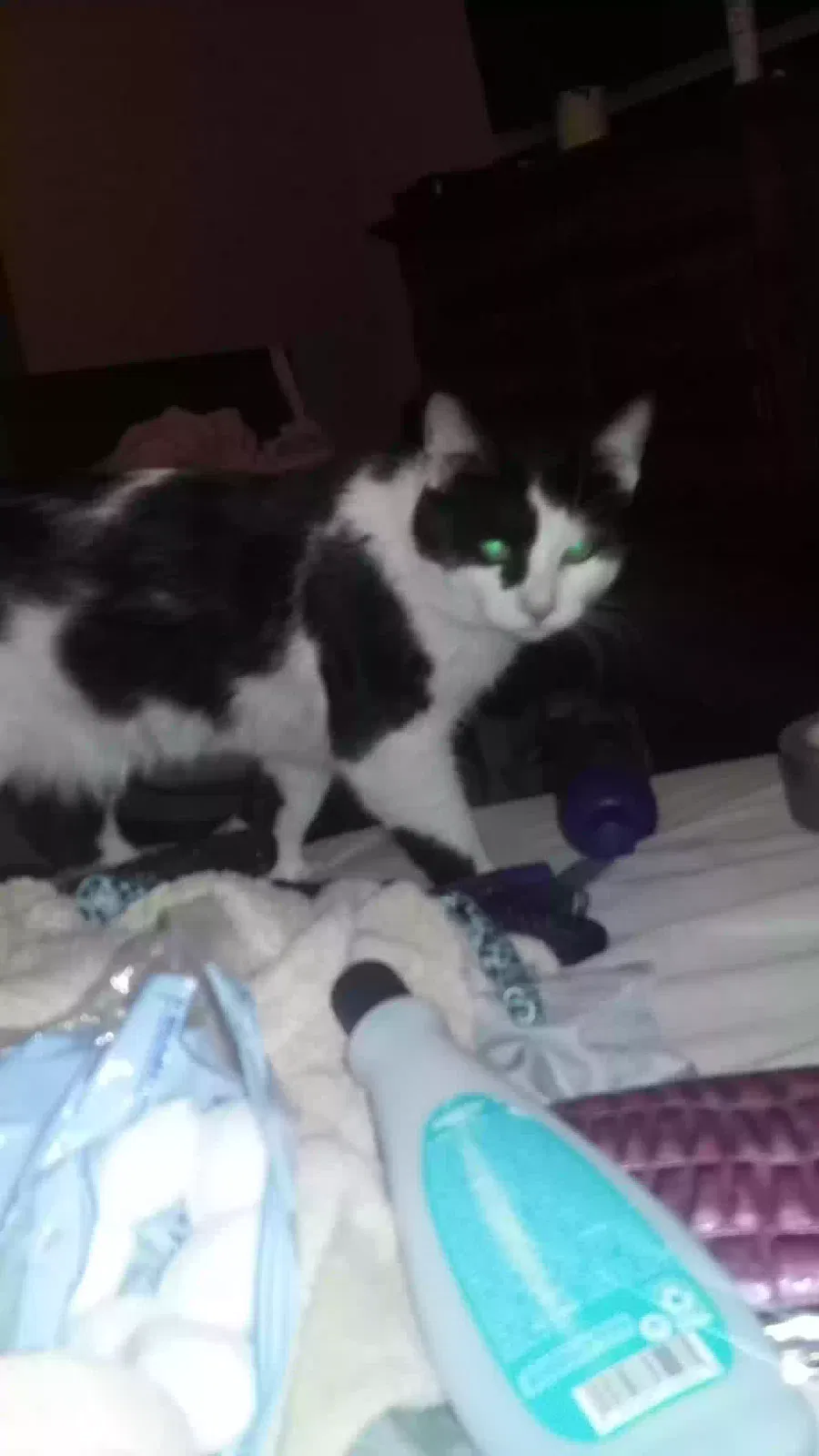 Lost cat in Fort Dodge, IA, 50501