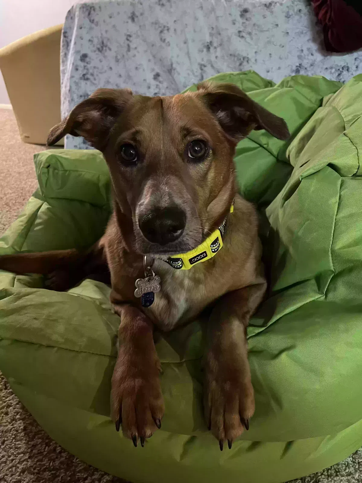 Lost dog in Weslaco, TX, 78599