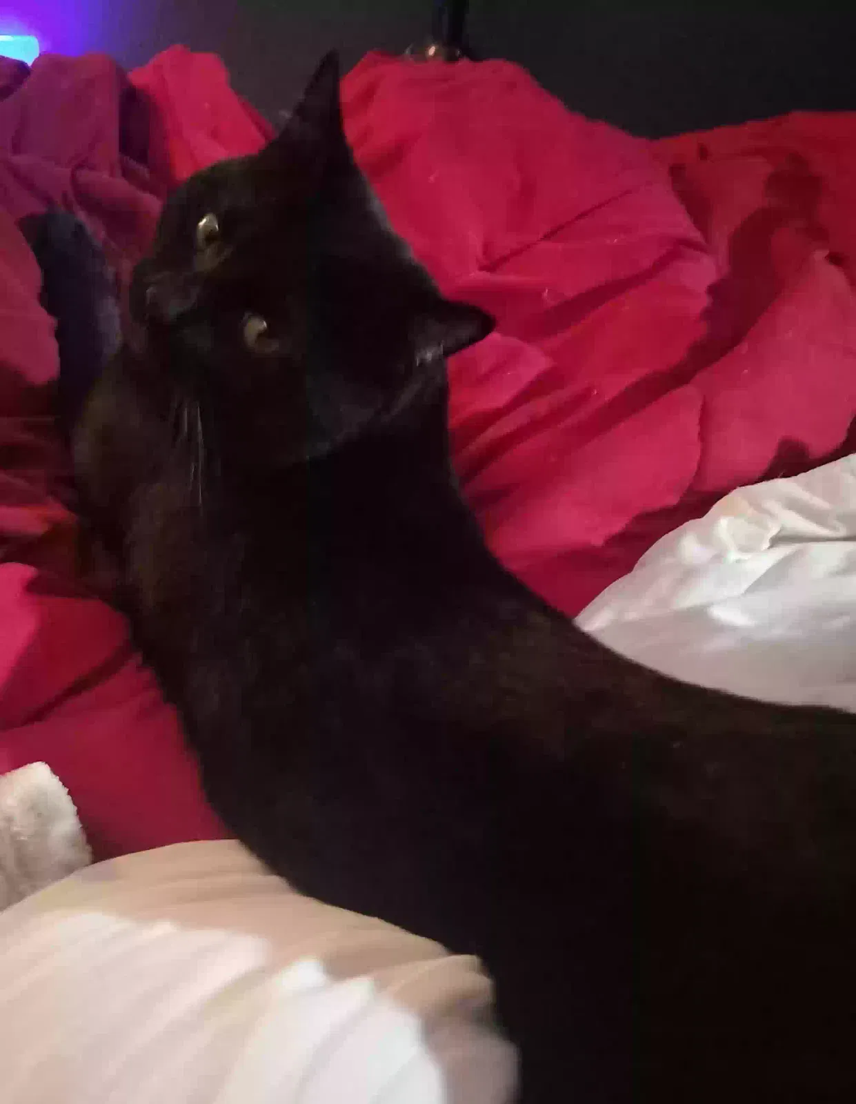 Lost cat in Clearfield, UT, 84015