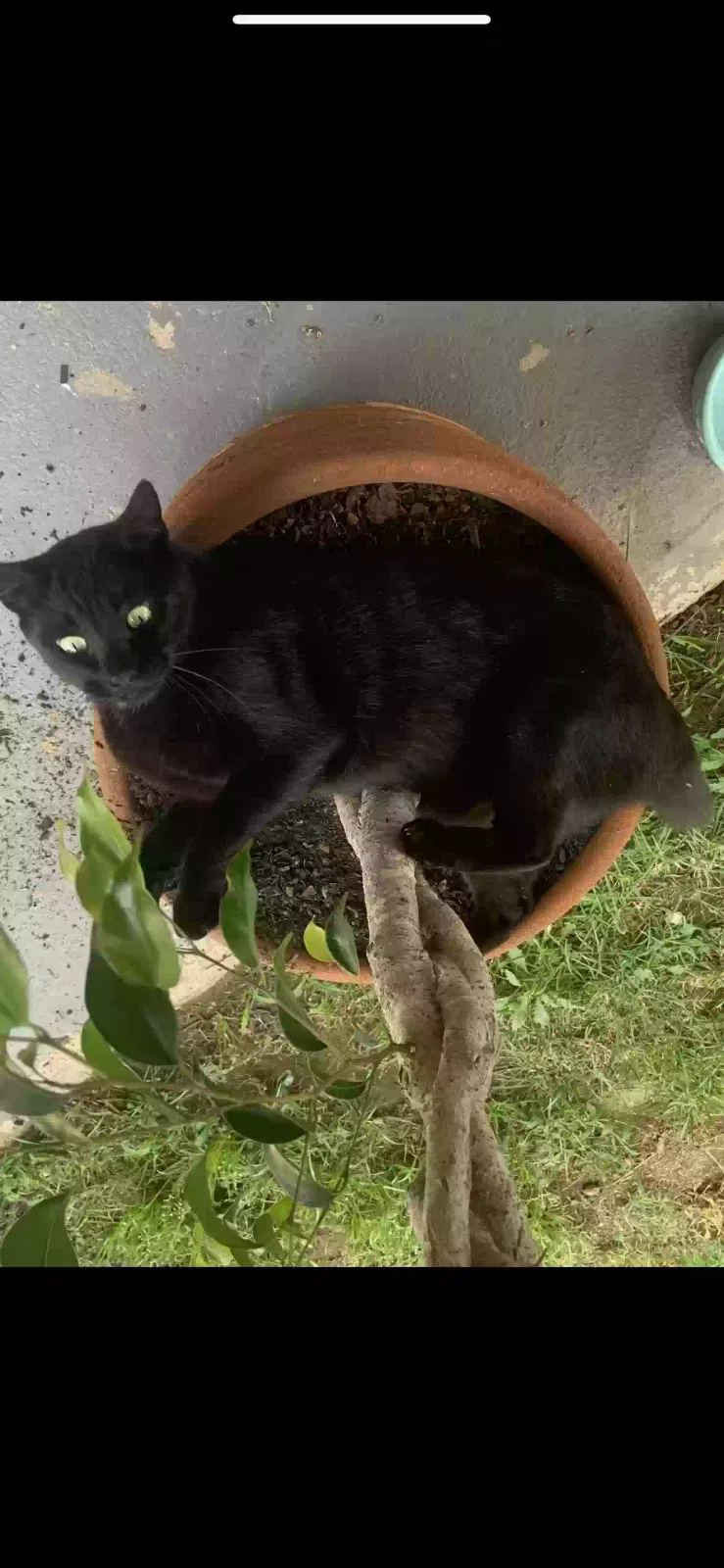Lost cat in Escondido, CA, 92026