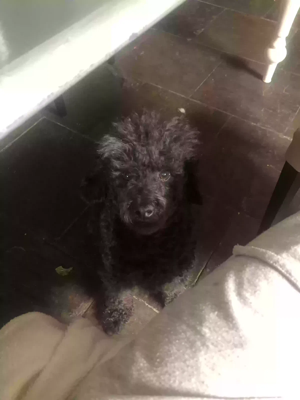 Lost dog in Mesa, AZ, 85202
