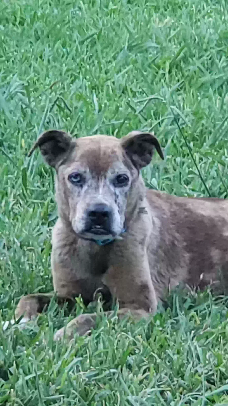 Lost dog in Fort Worth, TX, 76111