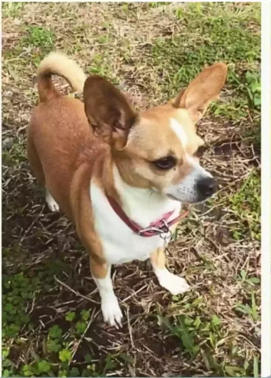 Lost dog in San Antonio, TX, 78233