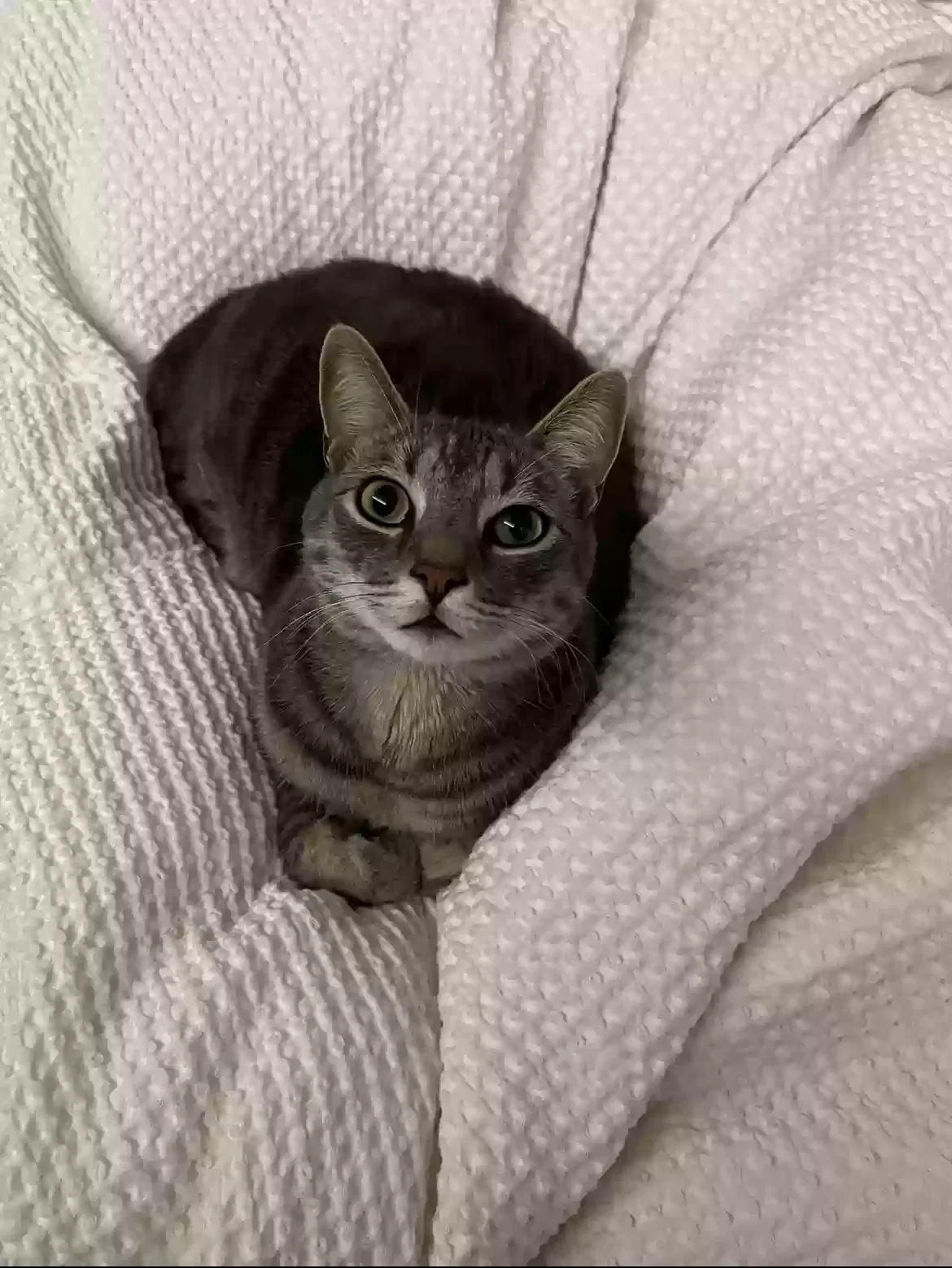 Lost cat in Porter Ranch, CA, 91326