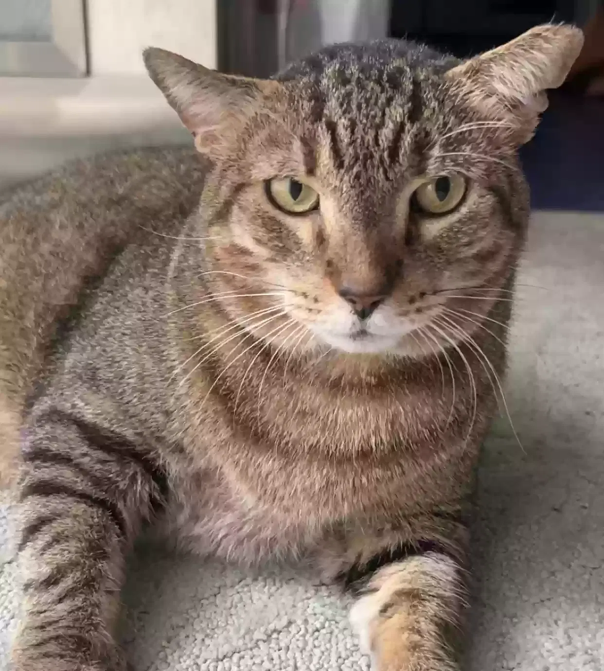 Lost cat in Stuart, FL, 34997