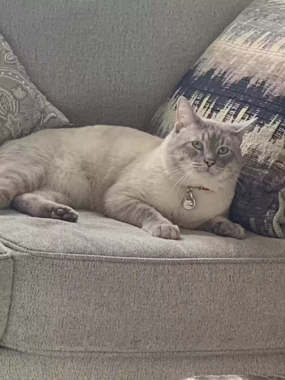 Lost cat in Garland, TX, 75043