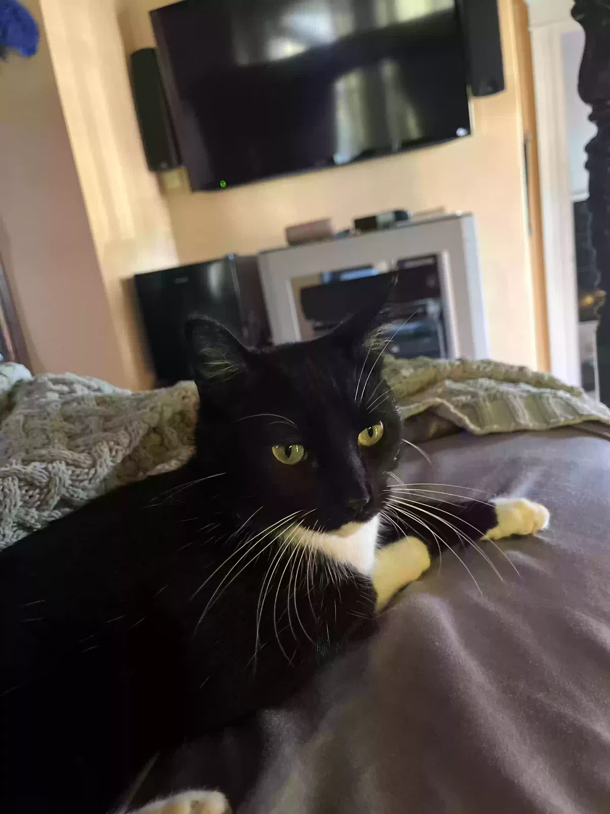 Lost cat in New Orleans, LA, 70125