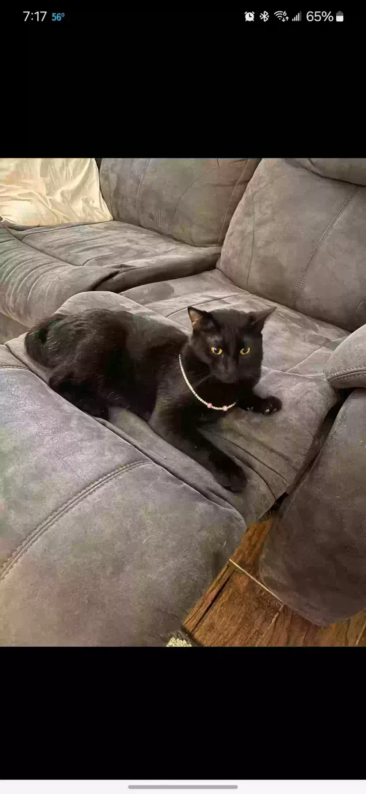 Lost cat in Oklahoma City, OK, 73128