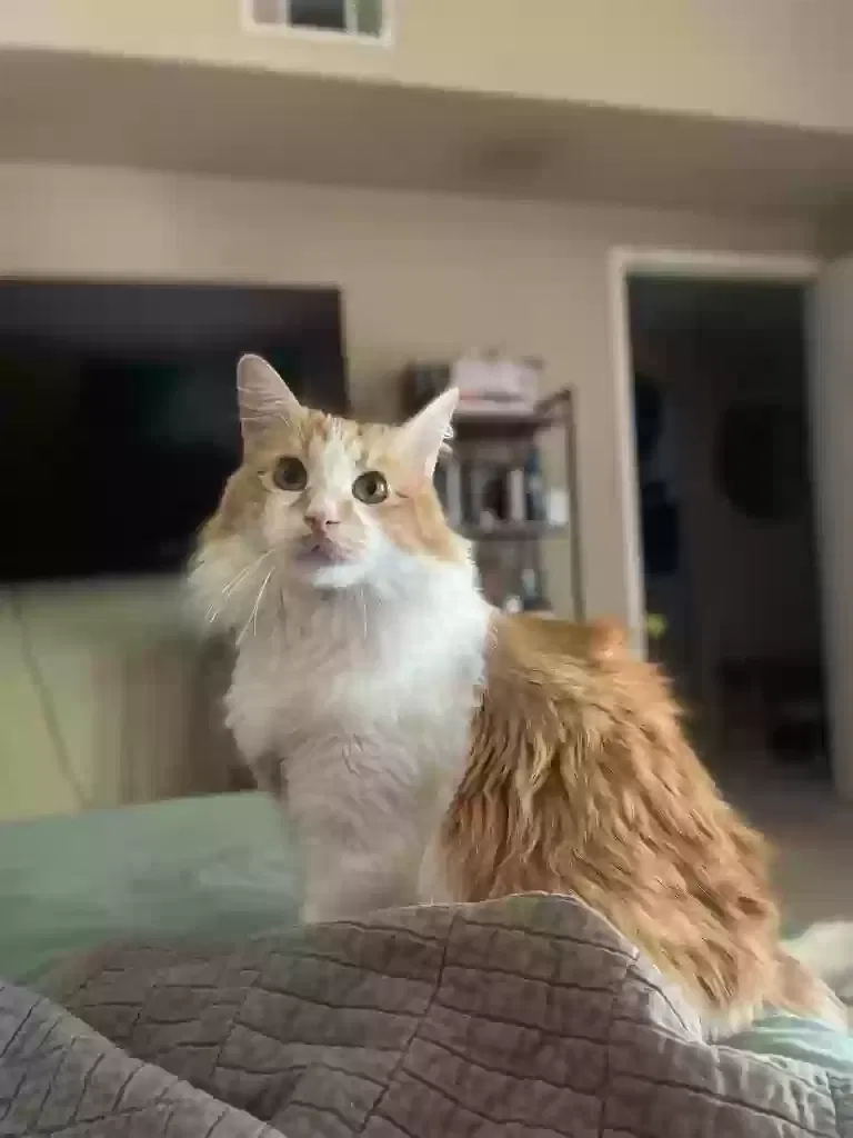 Lost cat in Las Vegas, NV, 89123