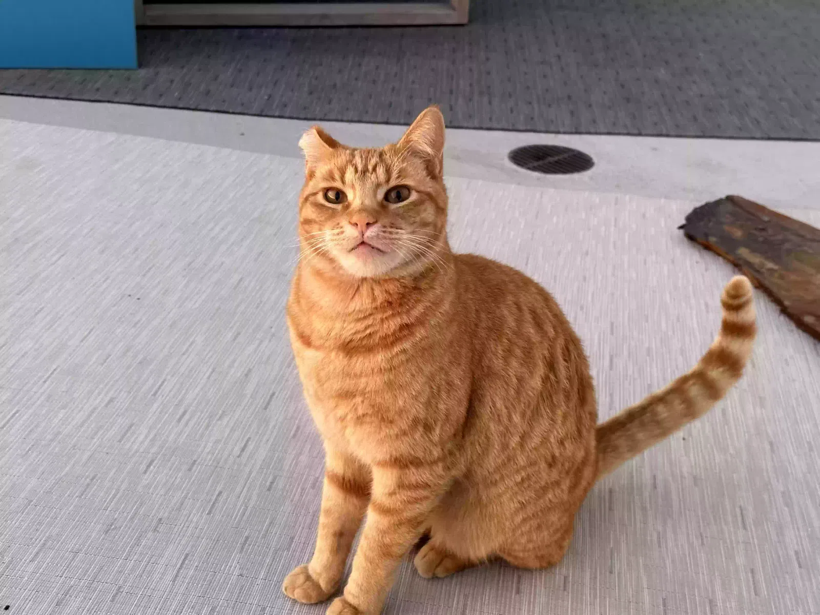 Lost cat in Berkeley, CA, 94708