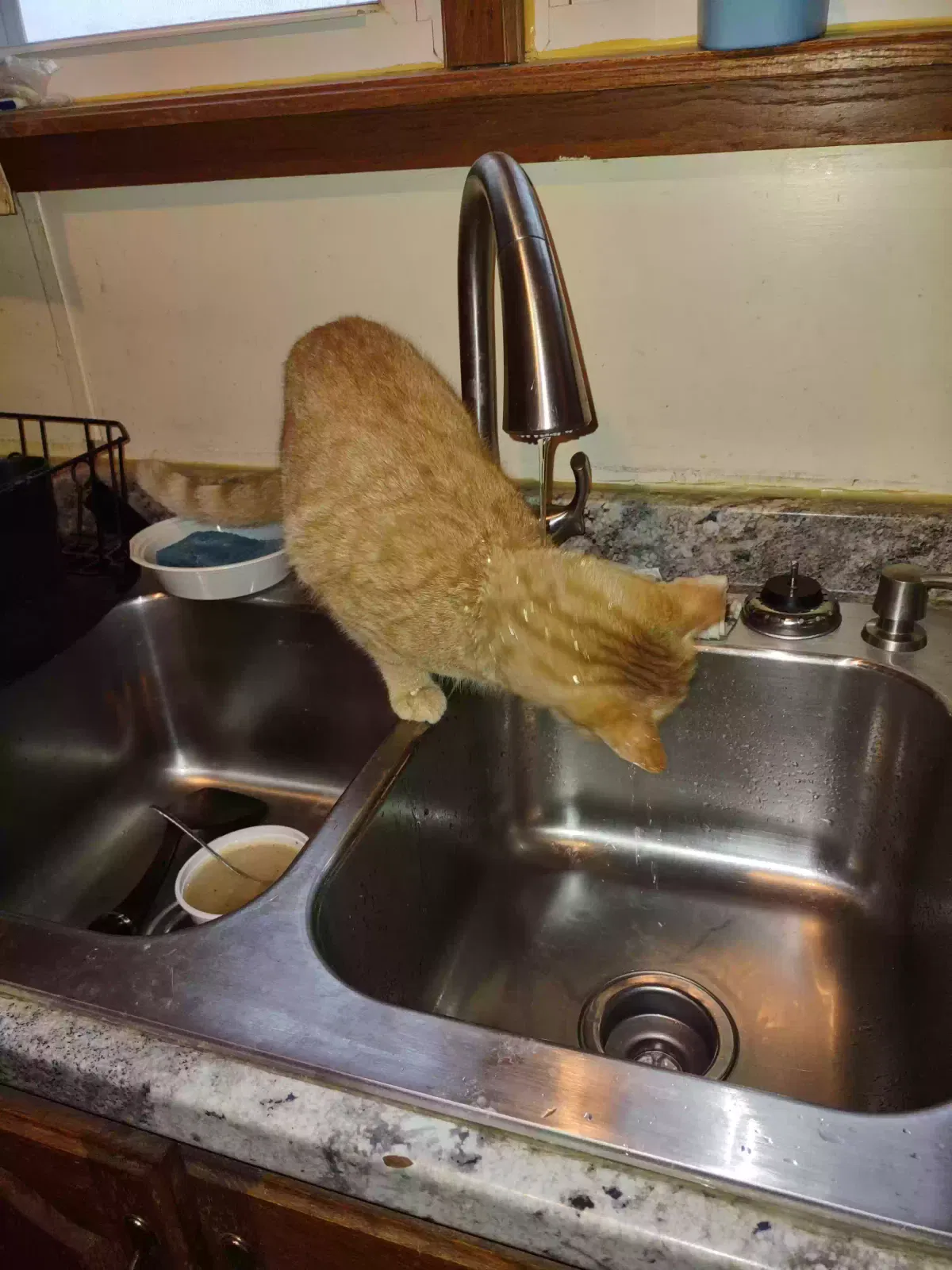 Lost cat in Altoona, PA, 16601