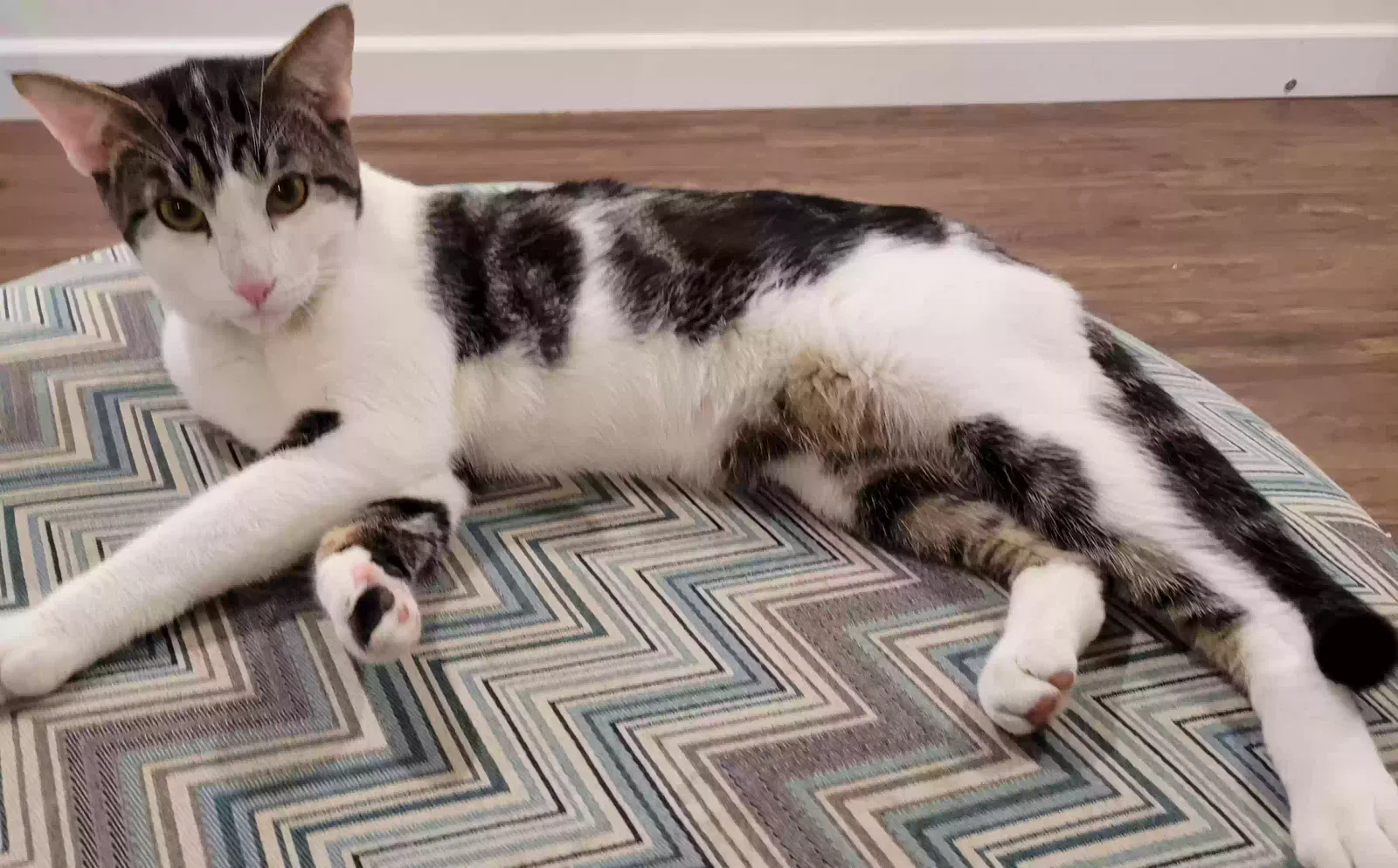 Lost cat in Henderson, NV, 89015