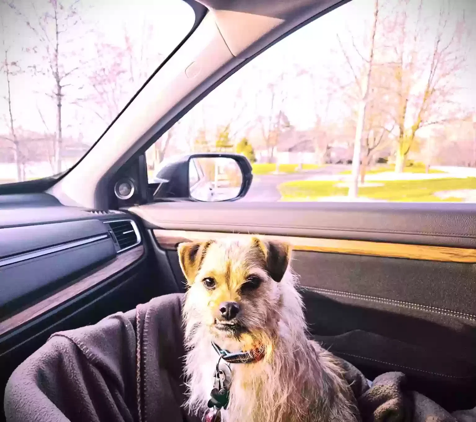 Lost dog in Montgomery, IL, 60538