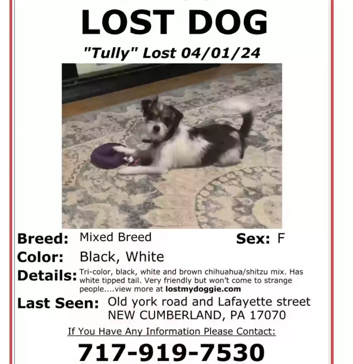 Lost dog in New Cumberland, PA, 17070