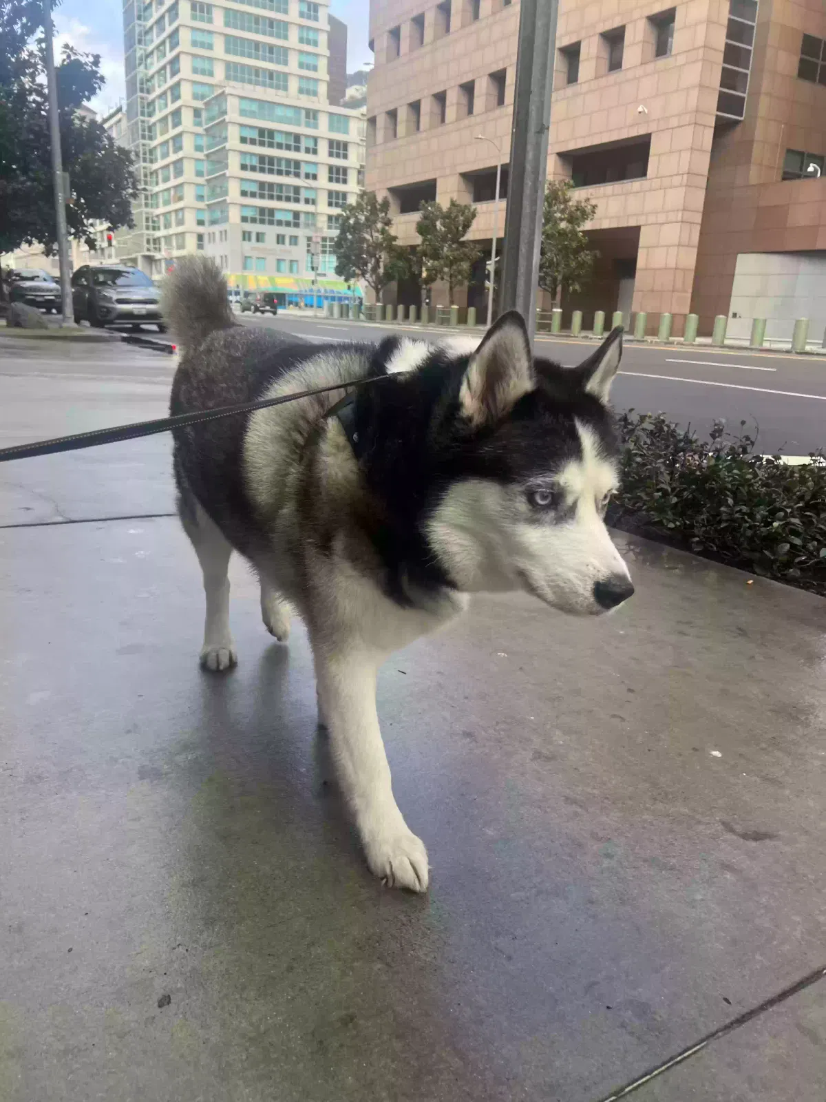 Lost dog in Palos Verdes Peninsula, CA, 90274