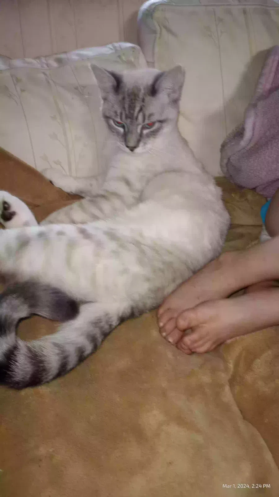 Lost cat in Seaside, OR, 97138