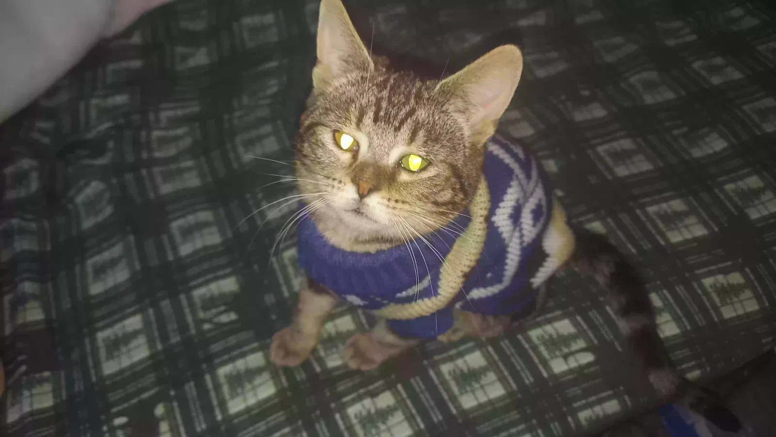Lost cat in Yakima, WA, 98903