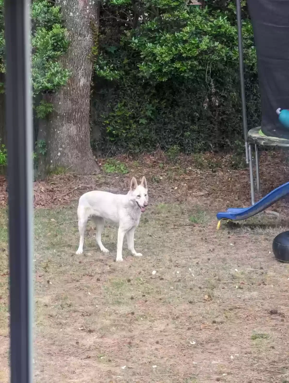 Found dog in Augusta, GA, 30907