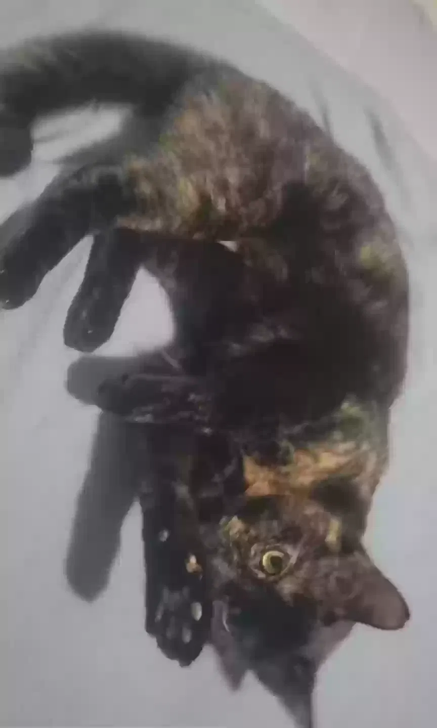 Lost cat in Joliet, IL, 60433