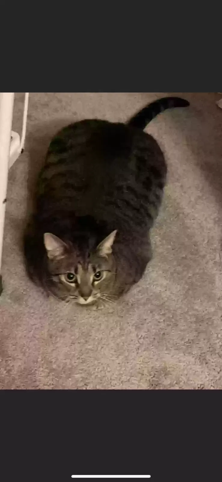 Missing Cat
