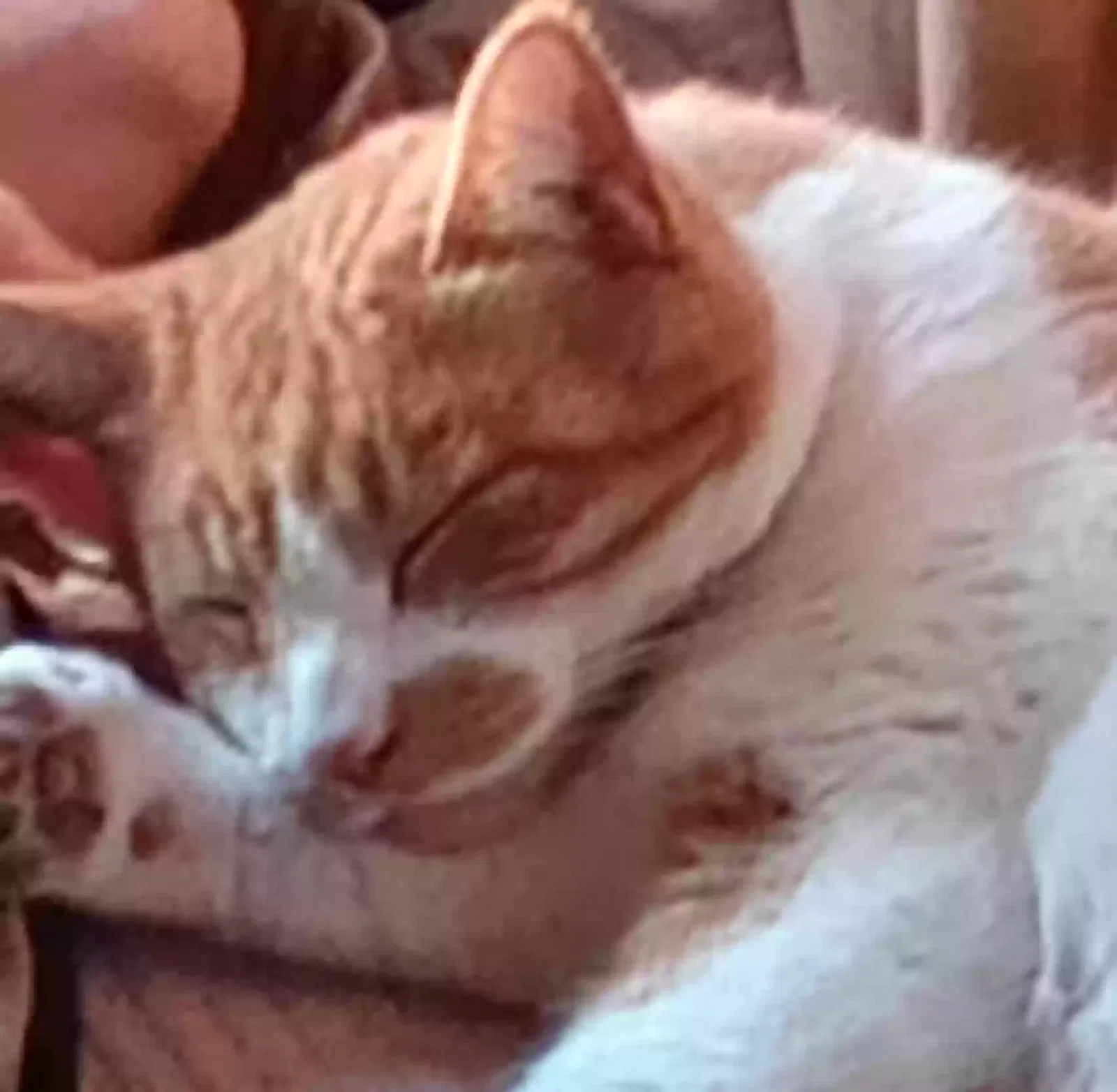 Lost cat in Northrop, MN, 56075